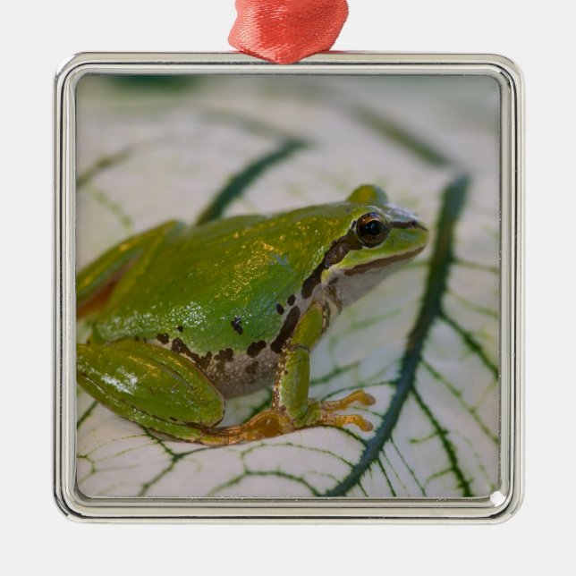 Pacific tree frog on flowers in our garden, metal tree decoration (Front)