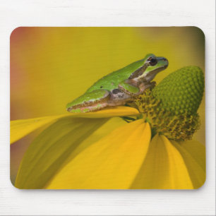 Pacific tree frog on flowers in our garden mouse mat