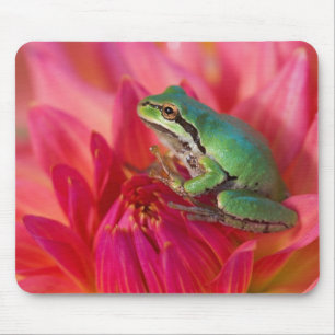 Pacific tree frog on flowers in our garden mouse mat