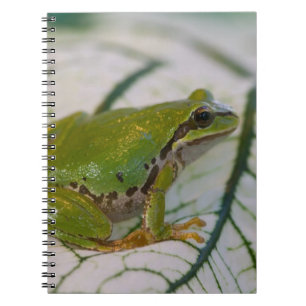 Pacific tree frog on flowers in our garden, notebook