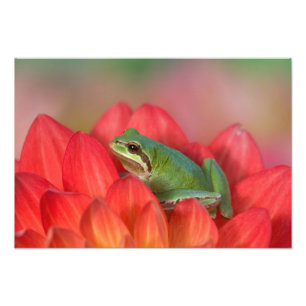 Pacific tree frog on flowers in our garden photo print