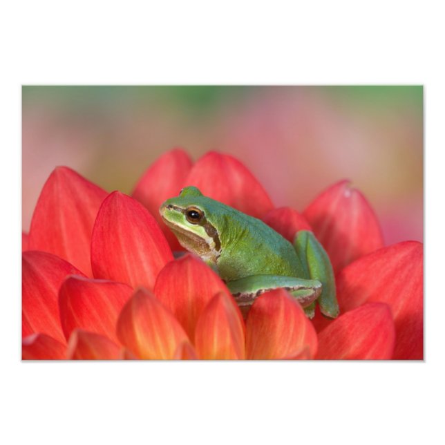 Pacific tree frog on flowers in our garden photo print (Front)