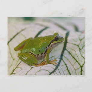Pacific tree frog on flowers in our garden, postcard