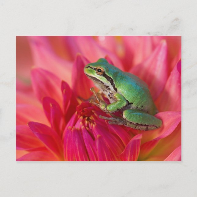 Pacific tree frog on flowers in our garden postcard (Front)