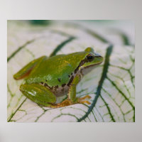 Pacific tree frog on flowers in our garden,