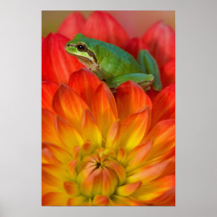 Pacific tree frog on flowers in our garden, poster