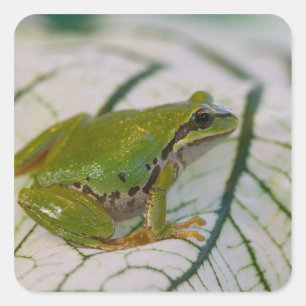 Pacific tree frog on flowers in our garden, square sticker