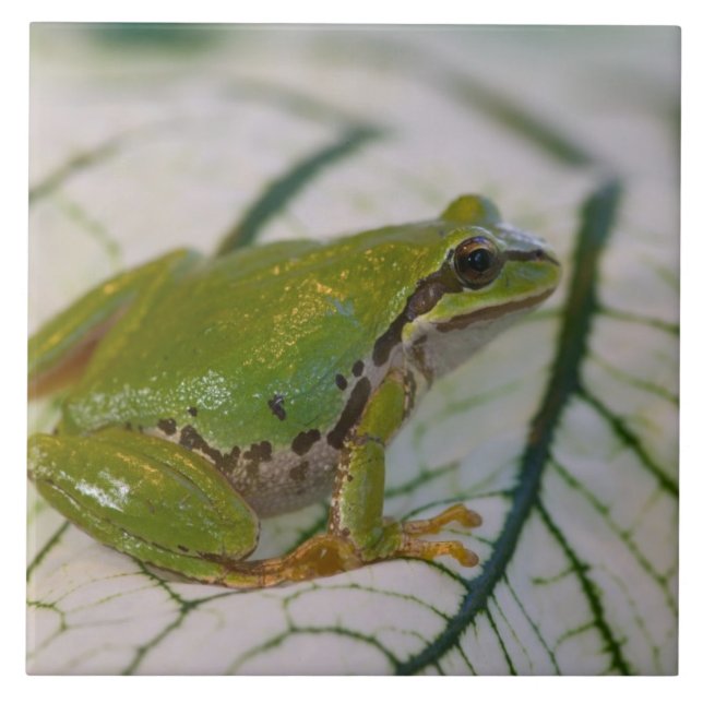 Pacific tree frog on flowers in our garden, tile (Front)