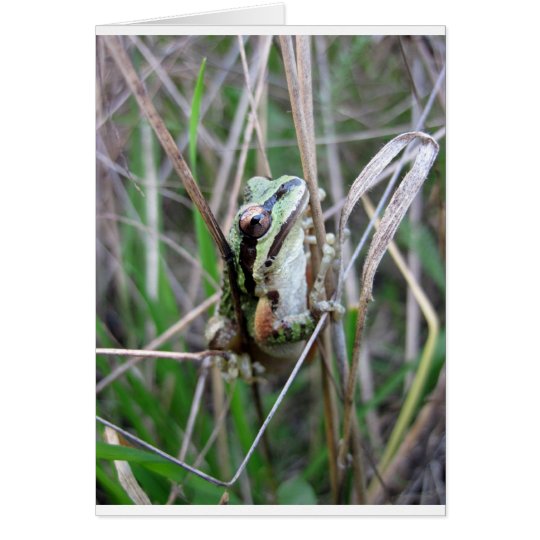 Pacific Treefrog or Chorus Frog Card