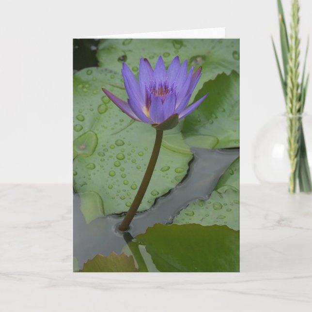 Pacific Water Lily (Nymphaeceae) Card (Front)