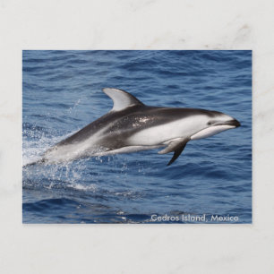 Pacific White Sided Dolphin Postcards