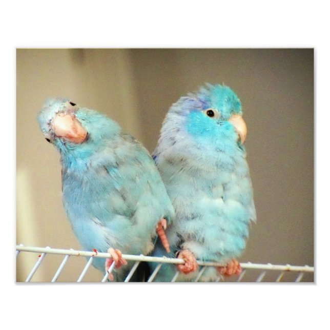 Pacifif Parrotlets Love Bird Companions Photo Art Print (Front)