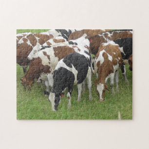 Pack of Cows eating Grass in the Fields Jigsaw Puzzle