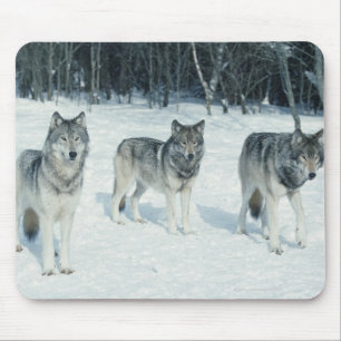 Pack of wolves at edge of snowy forest mouse mat