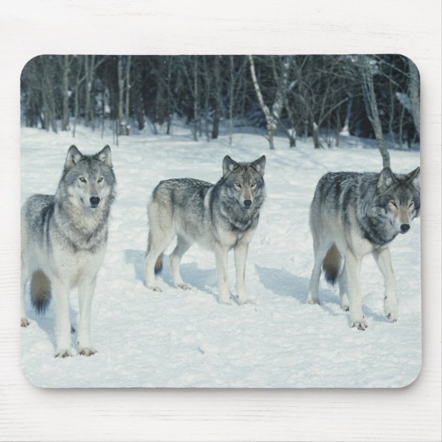 Pack of wolves at edge of snowy forest mouse mat (Front)