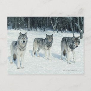 Pack of wolves at edge of snowy forest postcard