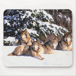 Pack of wolves in winter mouse mat
