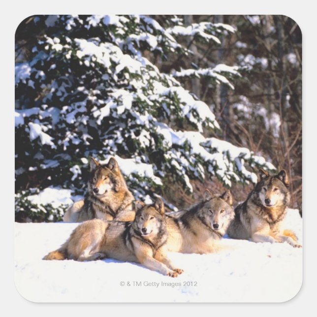 Pack of wolves in winter square sticker (Front)
