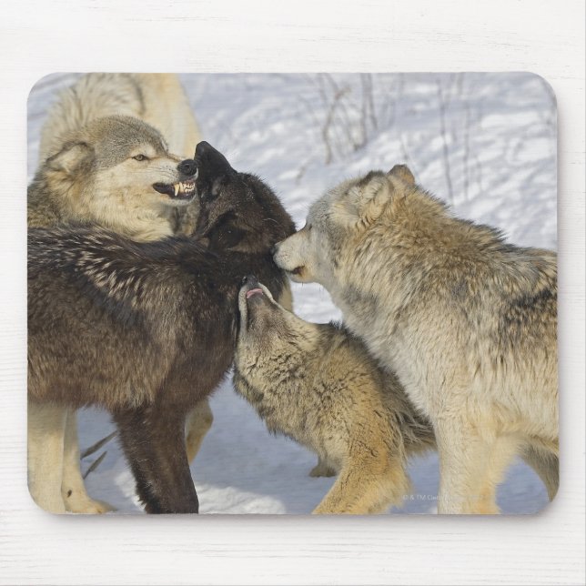 Pack of wolves interacting mouse mat (Front)