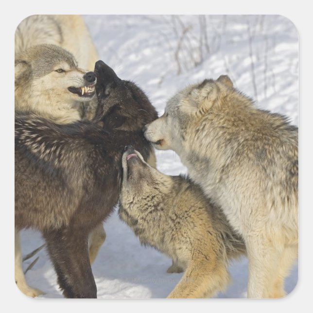 Pack of wolves interacting square sticker (Front)