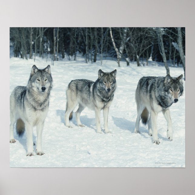 Pack of Wolves Poster (Front)