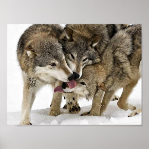 Pack of wolves poster