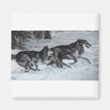 Pack of wolves running through the snow