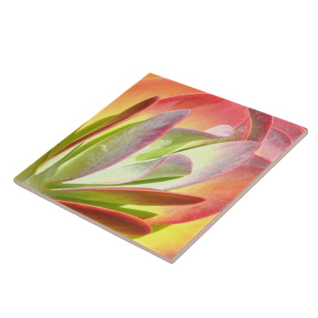 PADDLE PLANT/KALANCHOE/PHOTOG.DIG.EFFECTS TILE (Side)