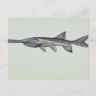 Paddlefish Postcard