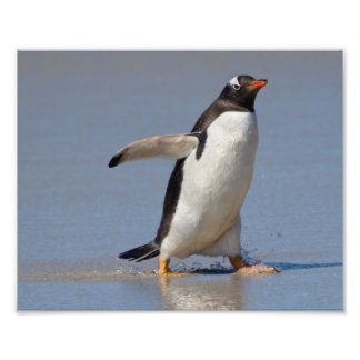 Paddling Gentoo Print
