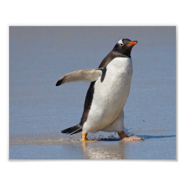Paddling Gentoo Print (Front)