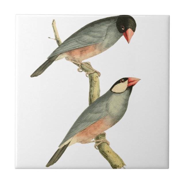 Paddy bird, Rice bird, or Java Sparrow Bird Illust Tile (Front)