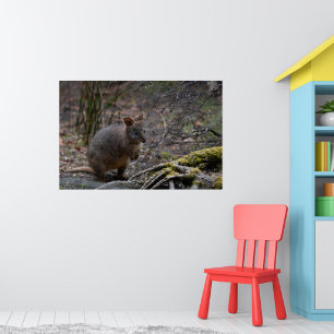 Pademelon Australia, Cute Animal Photo Poster