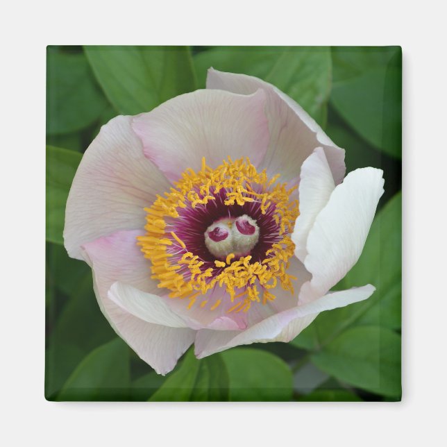 Paeonia Flower Magnet (Front)