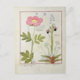 Paeonia or Peony, and Orchis myanthos Postcard