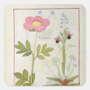 Paeonia or Peony, and Orchis myanthos Square Sticker