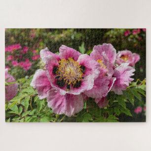 Paeonia rockii ssp Atava Rock's peony Jigsaw Puzzle