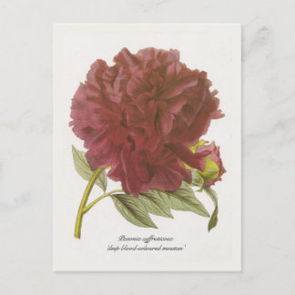 Paeonia suffruticosa 'deep blood-coloured moutan' postcard