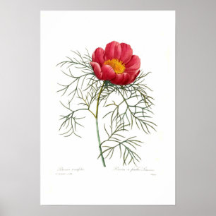 Paeonia tenuifolia poster