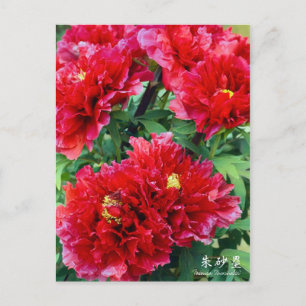 Paeonia ‘Zhushalei’ [Postcard] Postcard