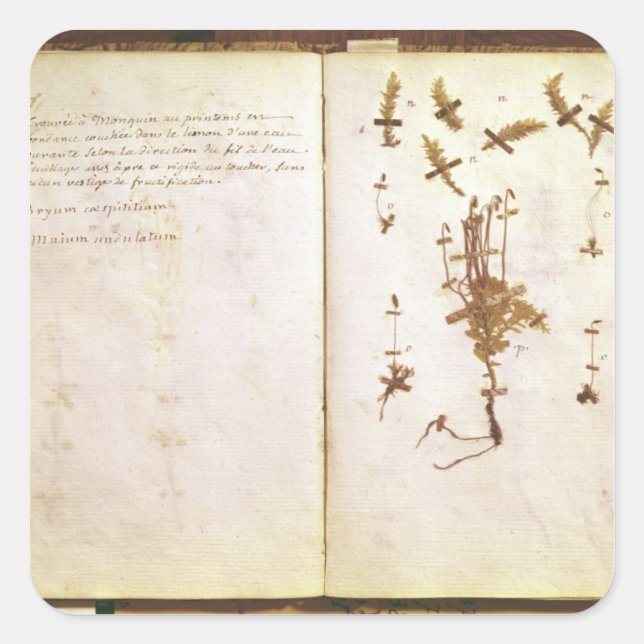 Page 24 from a Herbarium Square Sticker (Front)