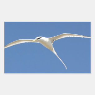 Paille birds in Queue Mauritius Rectangular Sticker