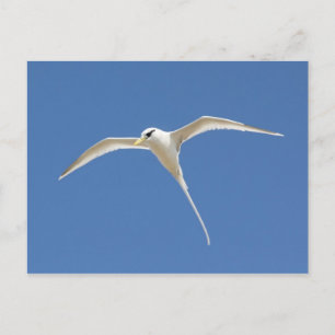 Paille-en-queue Postcard