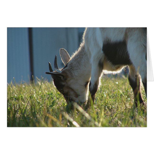 Paint (Front Horizontal)