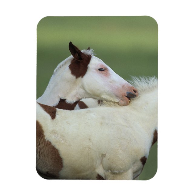 Paint Foals Playing Magnet (Vertical)