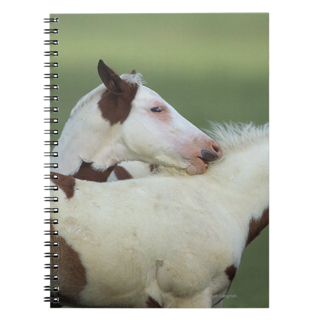 Paint Foals Playing Notebook (Front)