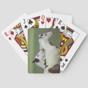 Paint Foals Playing Playing Cards