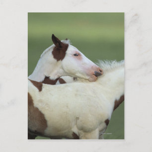 Paint Foals Playing Postcard