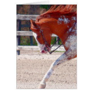Paint Horse