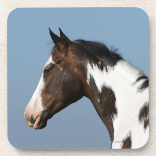Paint Horse Headshot 1 Coaster